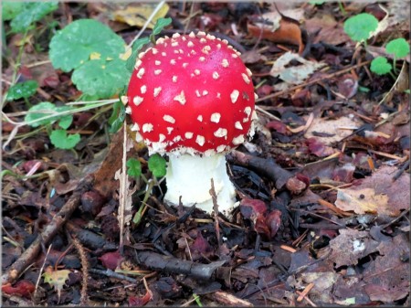 Fliegenpilz