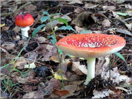 Fliegenpilz