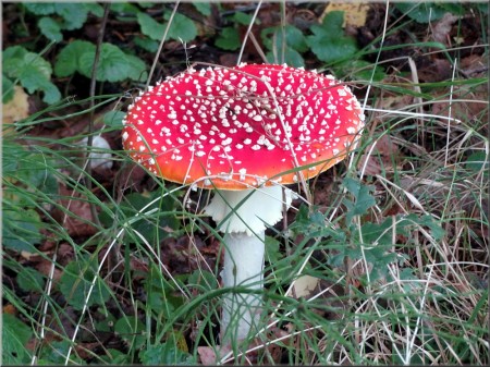 Fliegenpilz