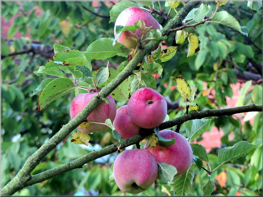 &Auml;pfel