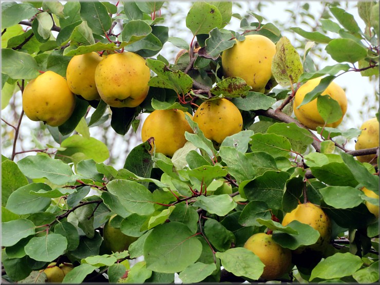 Apfelquitten