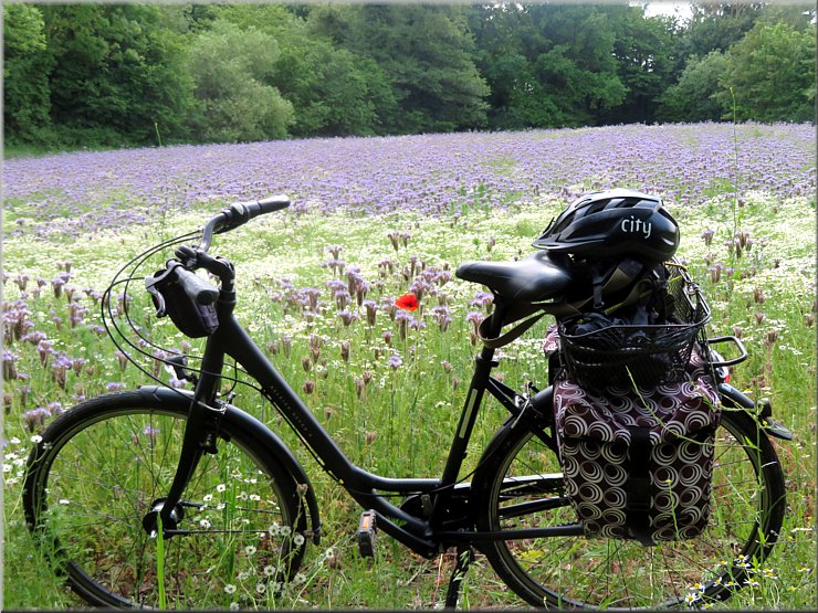 Bienenweide