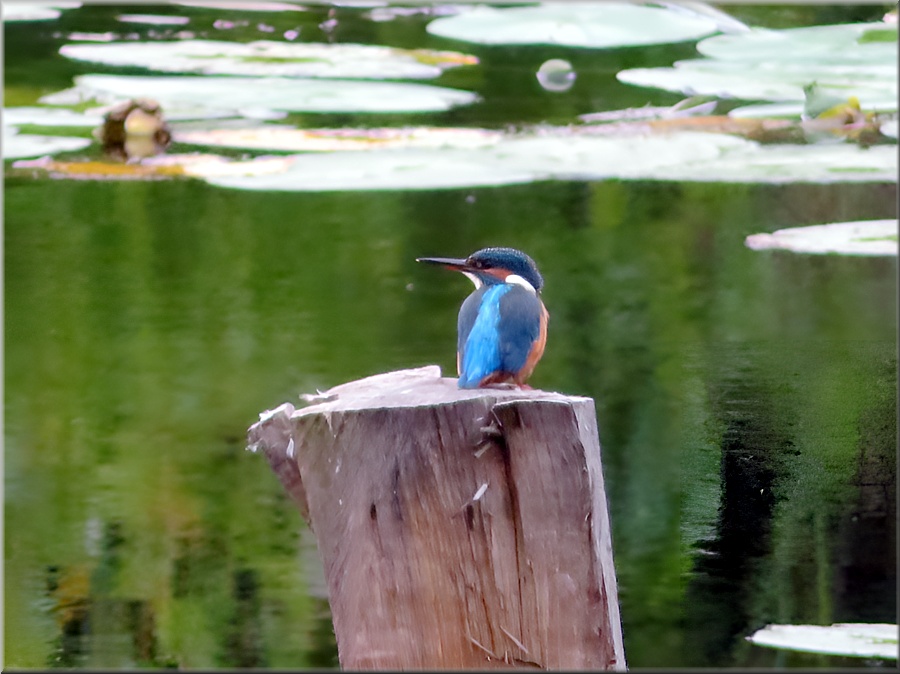 Eisvogel