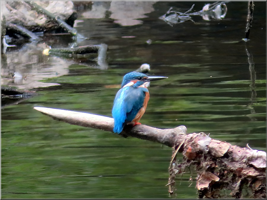 Eisvogel