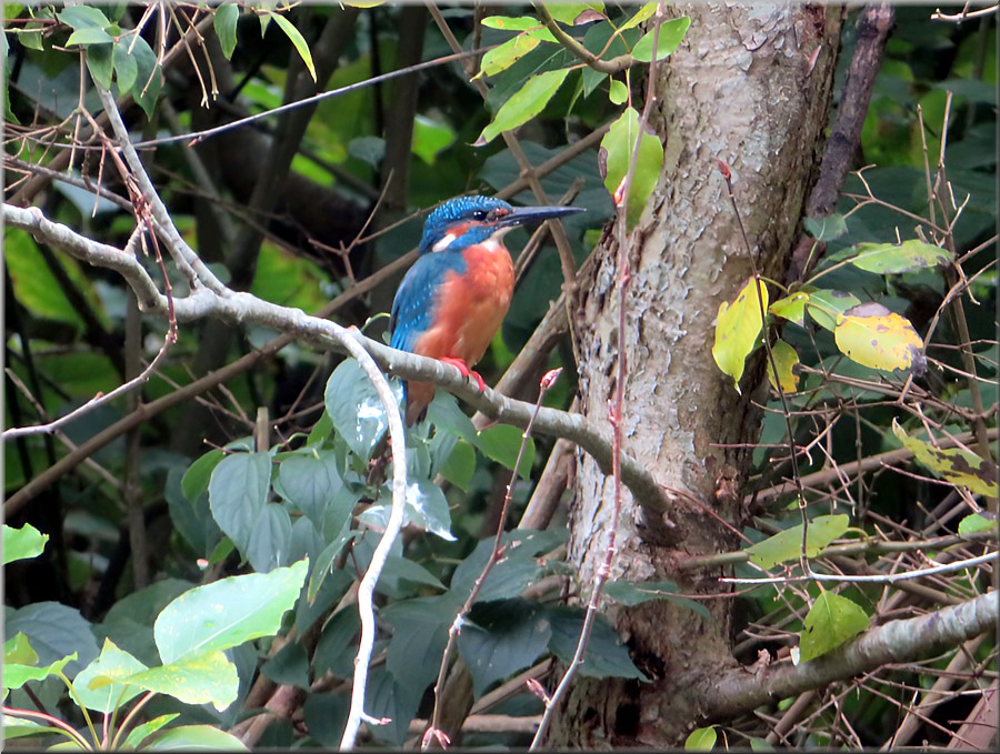 Eisvogel
