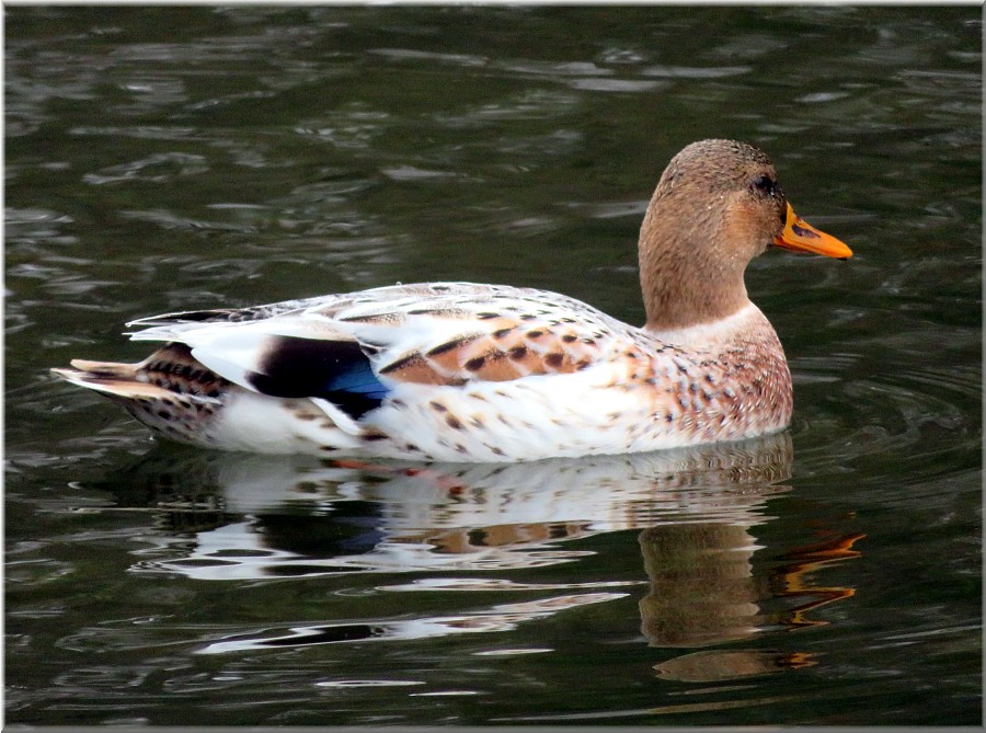 Hybrid-Ente