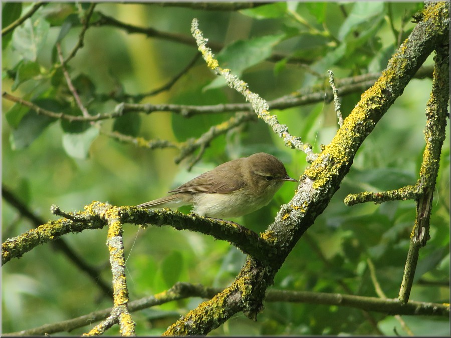 Kleiner Vogel