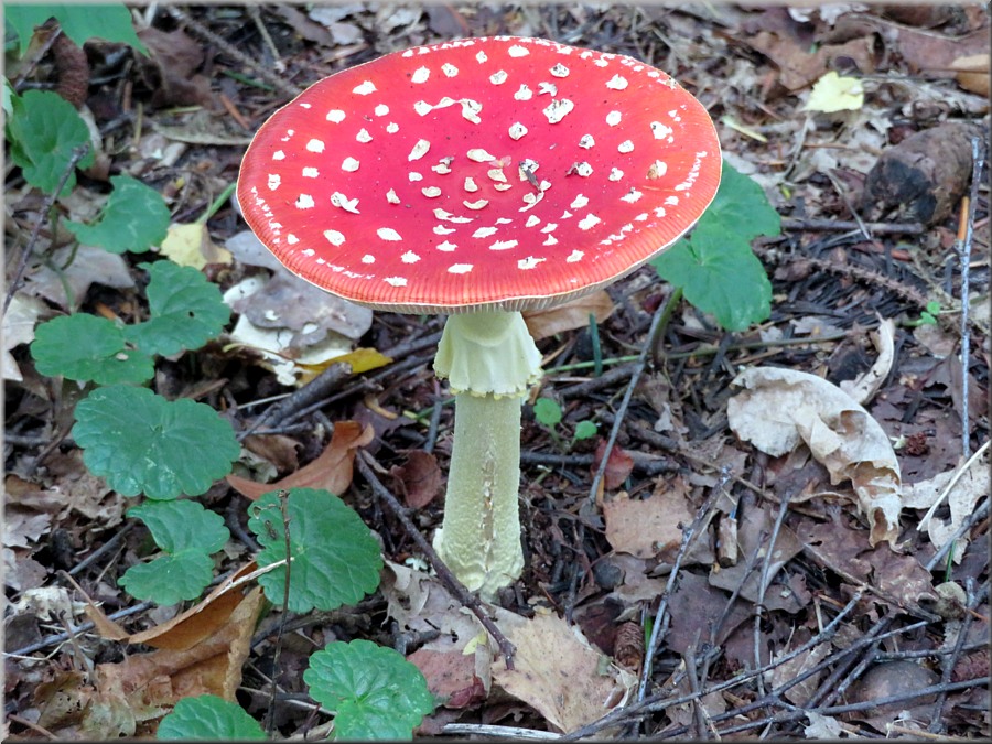 Fliegenpilz