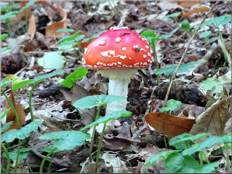 Fliegenpilz