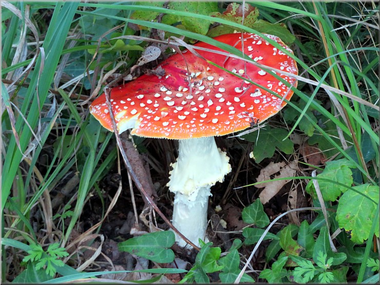 Fliegenpilz