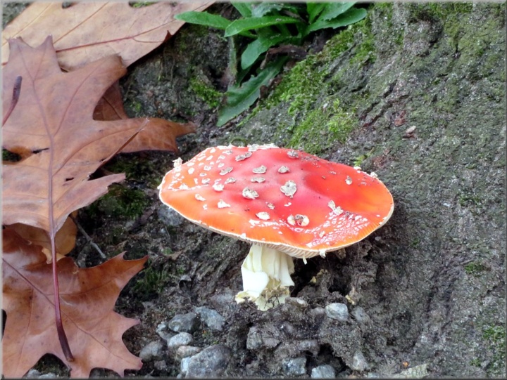 Fliegenpilz