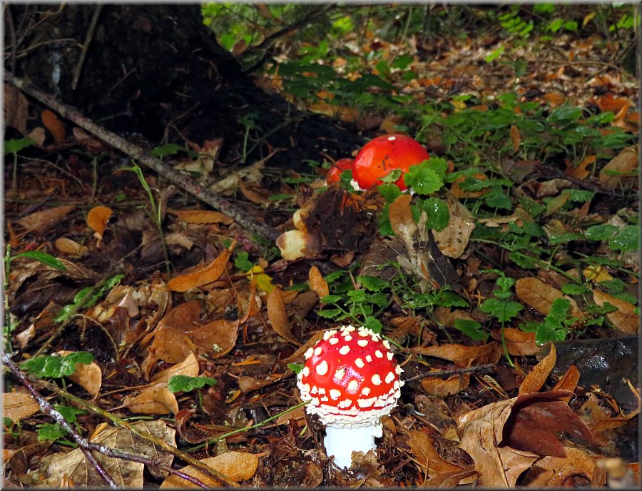 Fliegenpilz