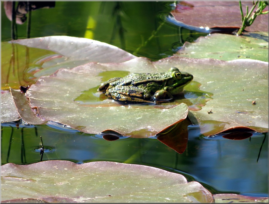 Teichfrosch