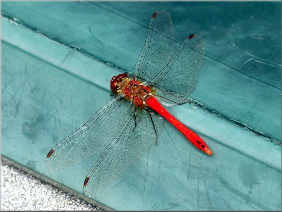 Blutrote Heidelibelle