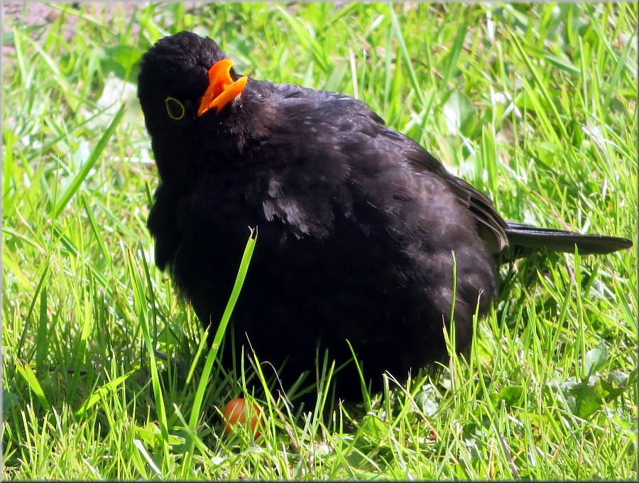 Amsel