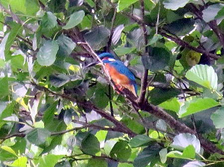 Eisvogel