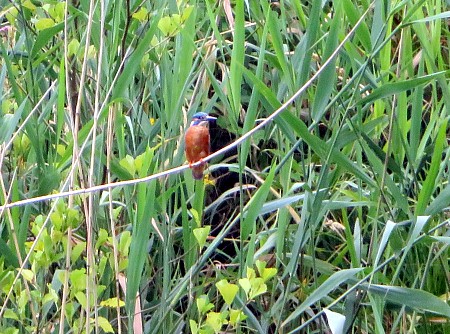 Eisvogel