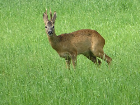 Rehbock