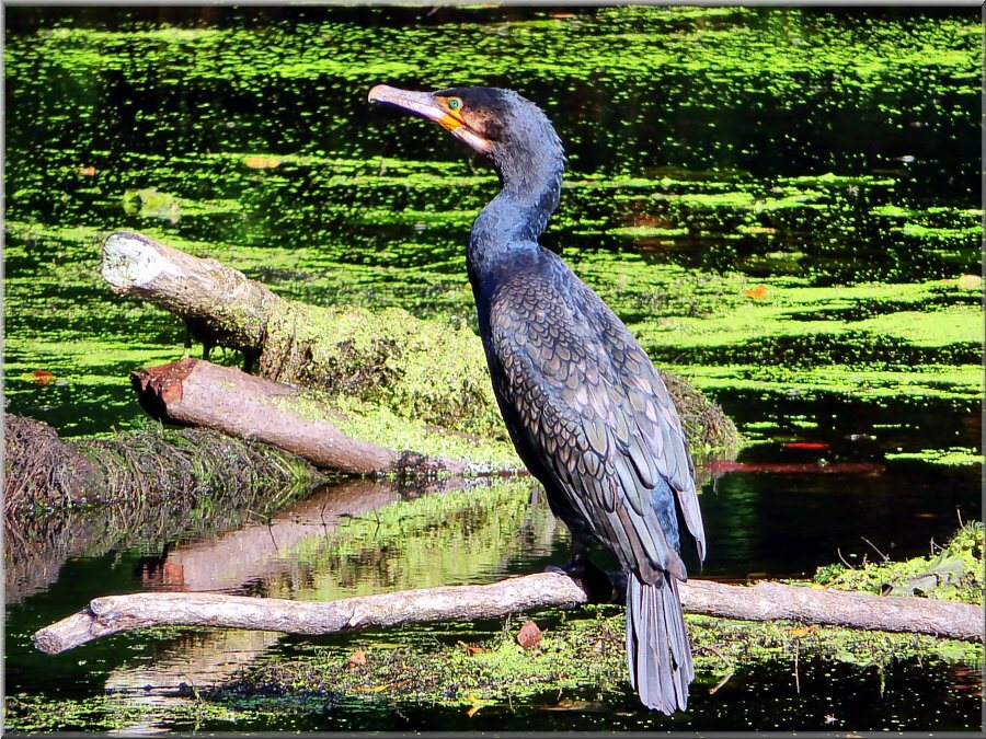 Kormoran