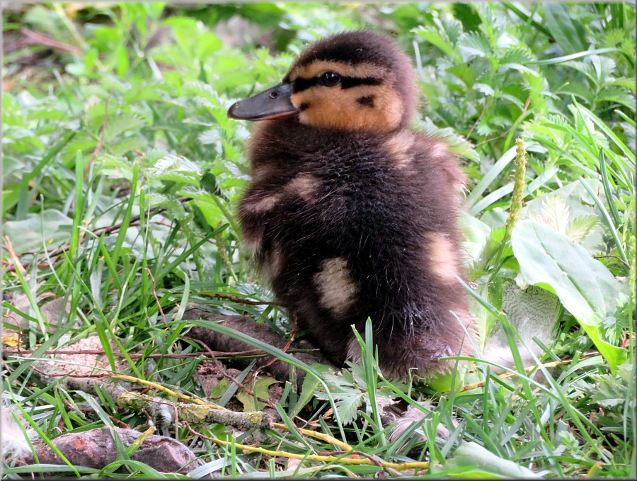 Ente
