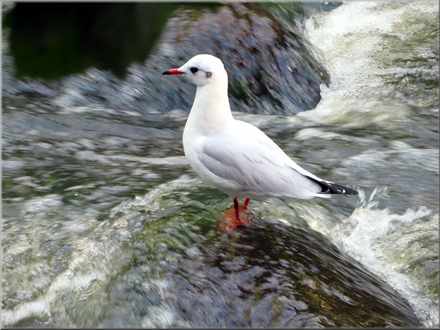 Lachm&ouml;we
