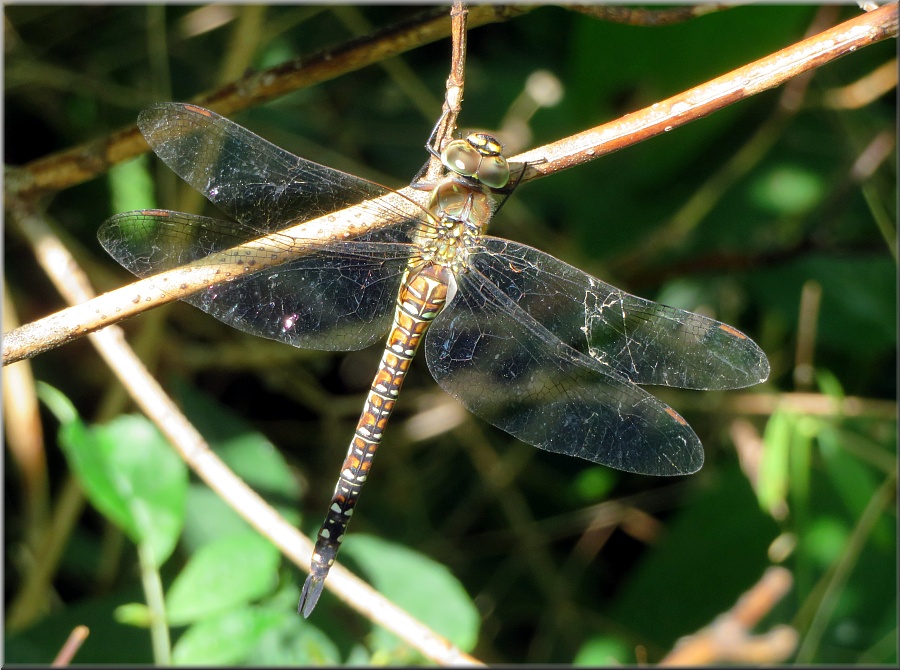 Libelle