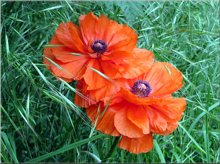 Mohn
