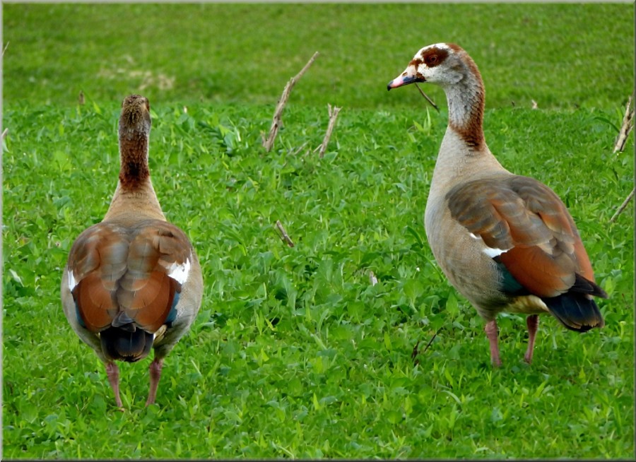 Nilg&auml;nse
