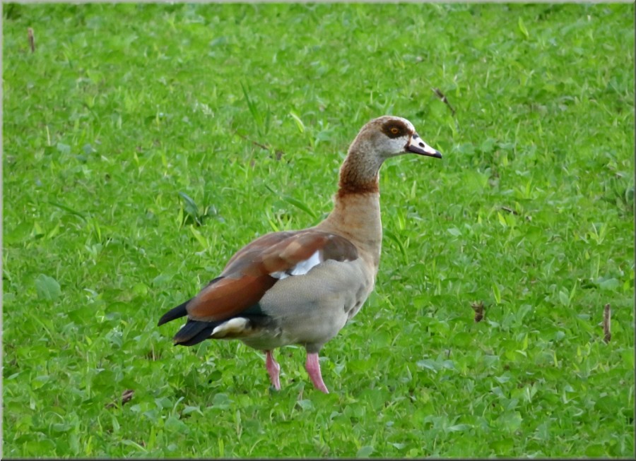 Nilgans