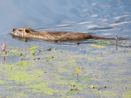 Nutria