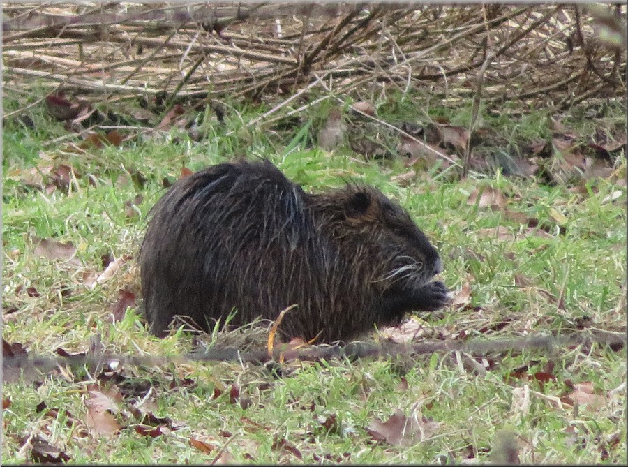 Nutria