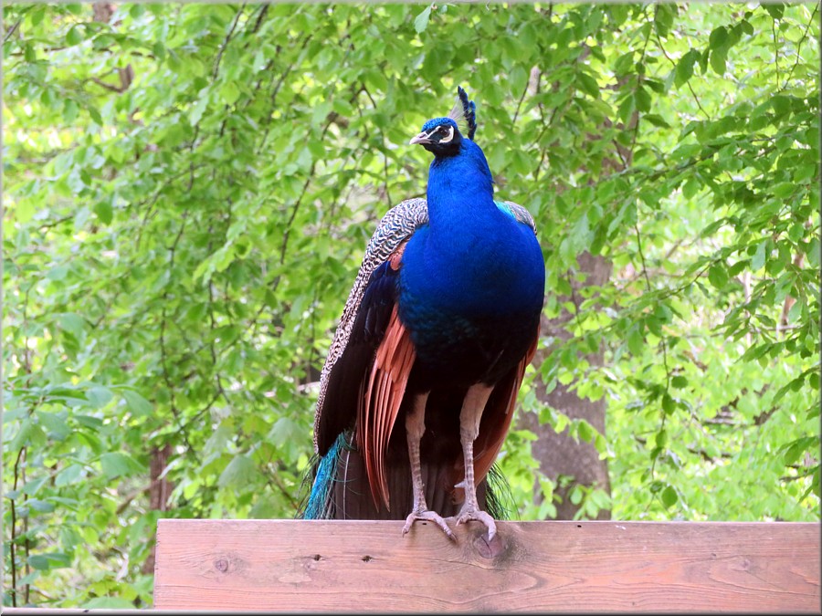 Pfau