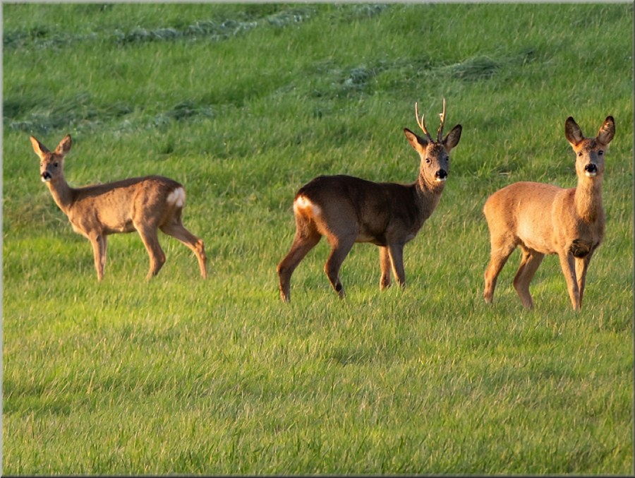 Rehe