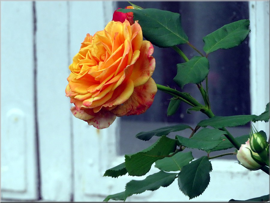 Rose