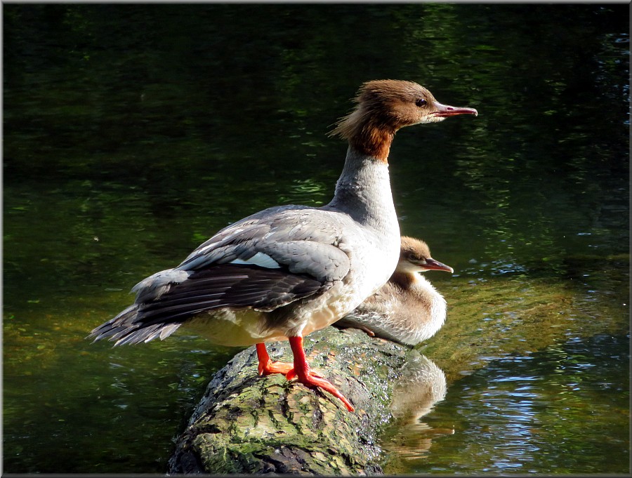 Gänsesäger