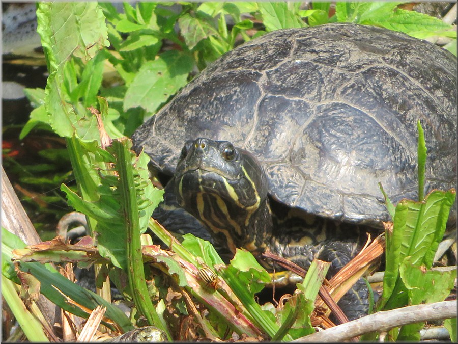 Schildkröte